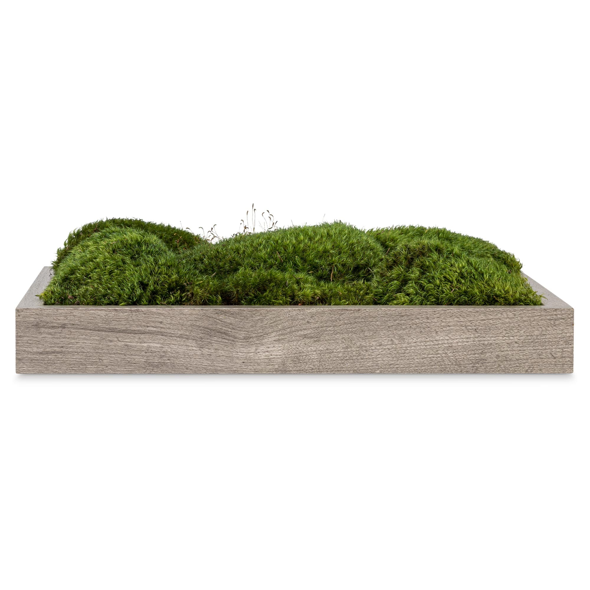 Live Mood Moss Wall Art in Gray, 11″x14″ - thumbnail 3