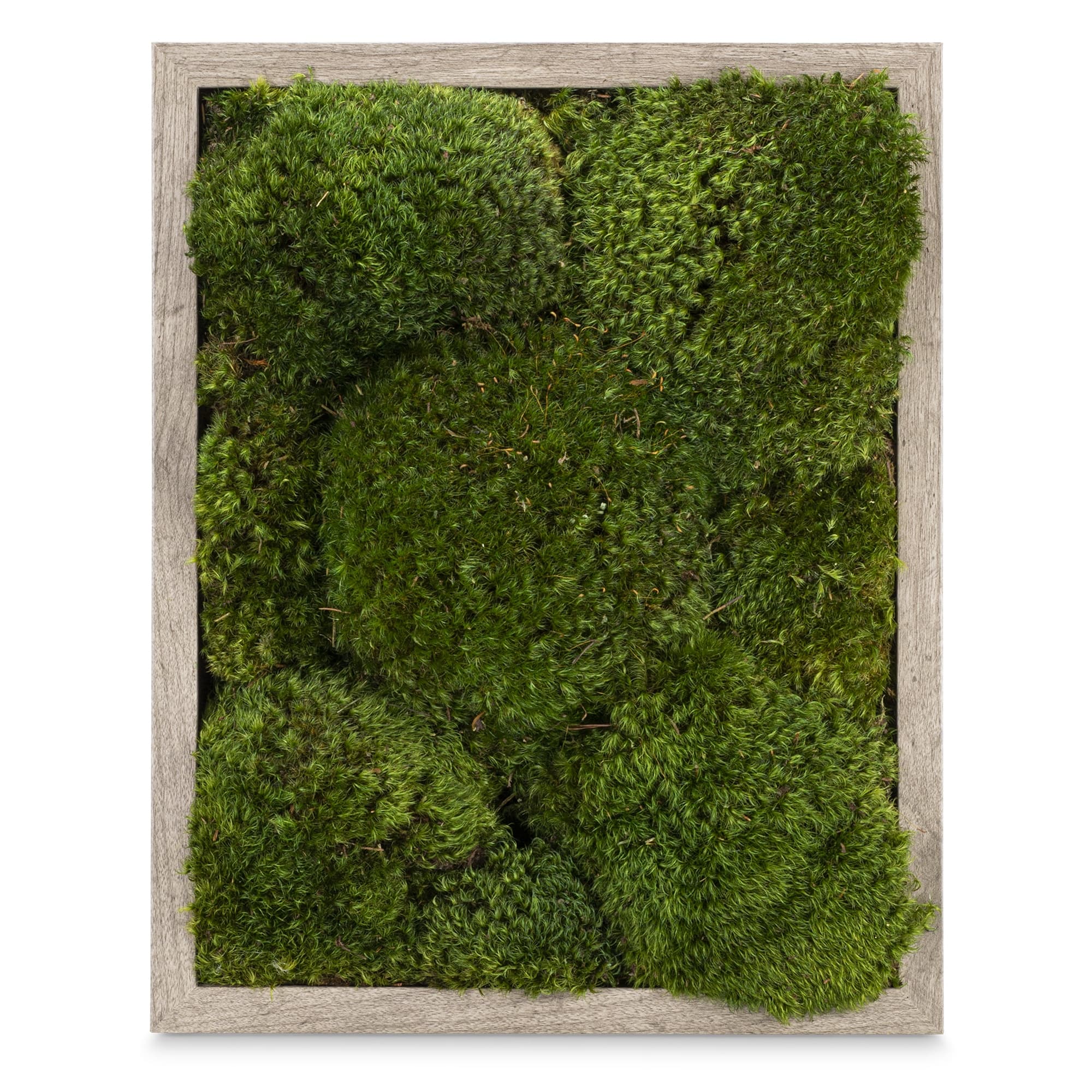 Live Mood Moss Wall Art in Gray, 11″x14″ - thumbnail 2