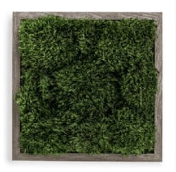 Live Mood Moss Wall Art in Gray, 12″x12″