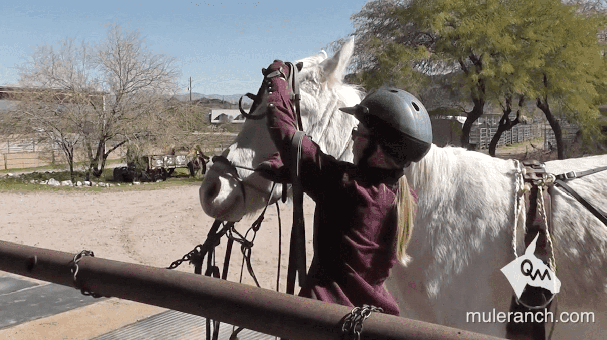Mule and Donkey Training — The Complete Video Collection - thumbnail 6