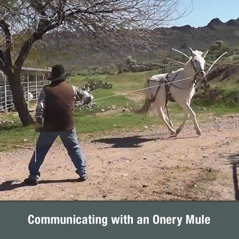 Mule and Donkey Training — The Complete Video Collection - thumbnail 8