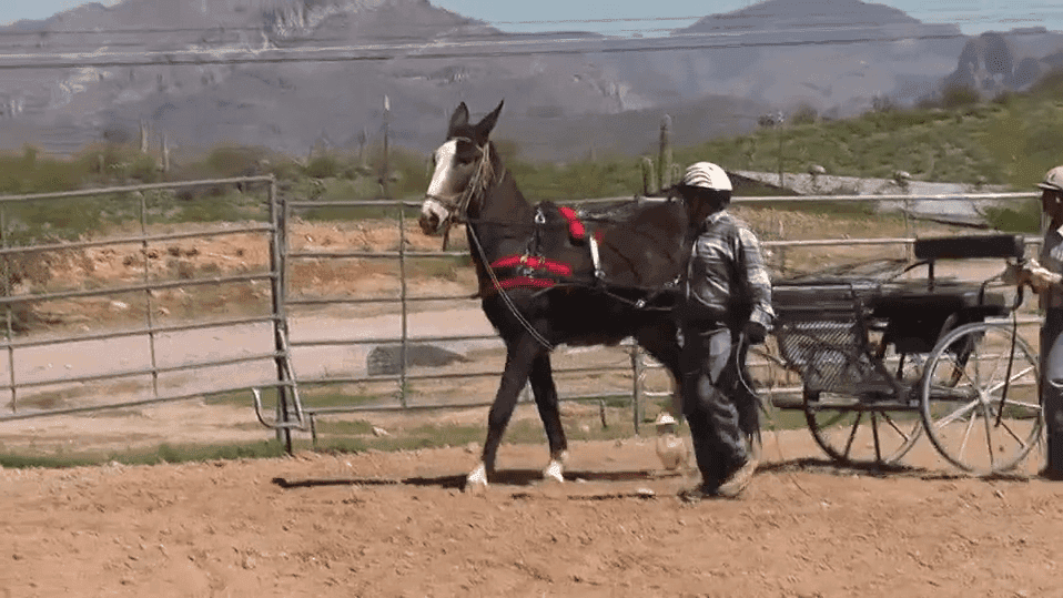 Mule and Donkey Training — The Complete Video Collection - thumbnail 7
