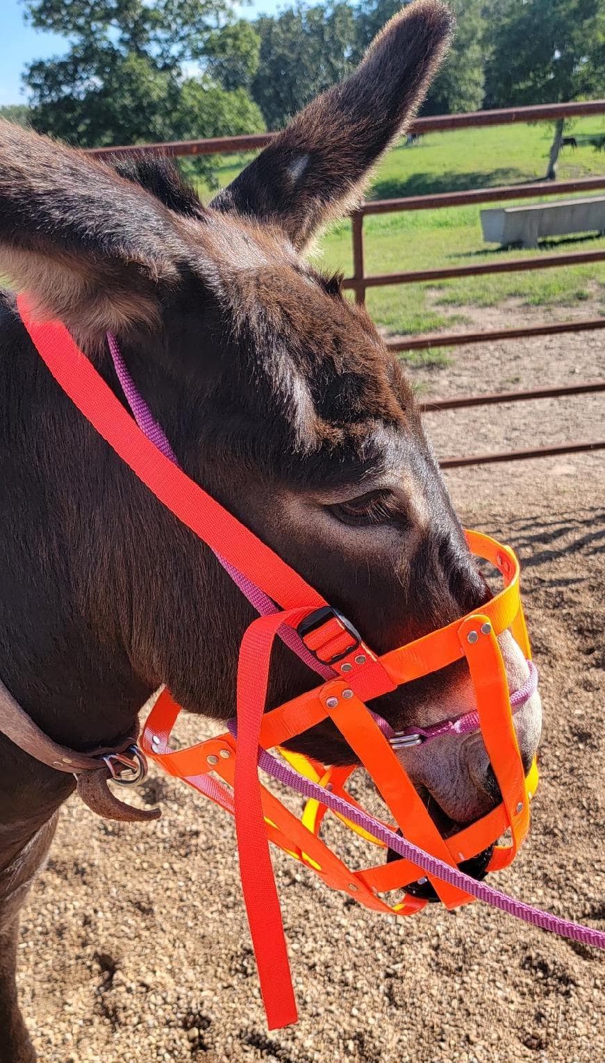 Grazing Muzzle for Mules and Donkeys - thumbnail 2