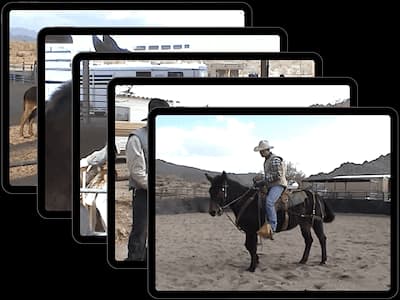 Mule and Donkey Training — The Complete Video Collection - thumbnail 9