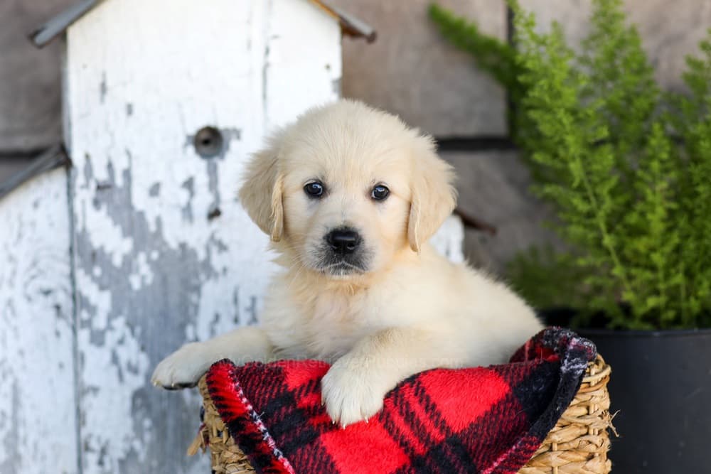 Winnie