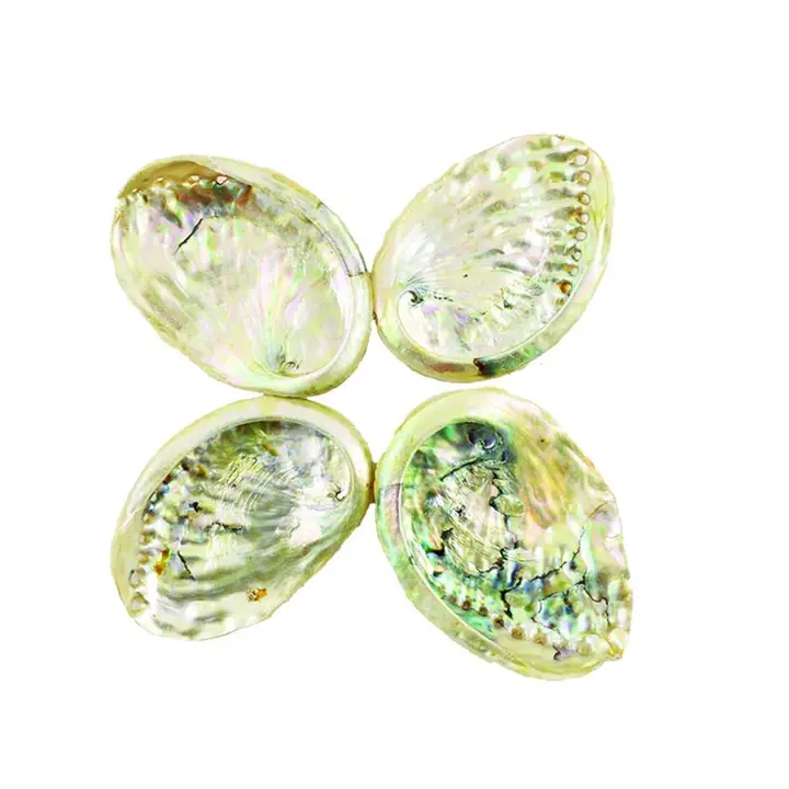 Threaded Abalone Shells