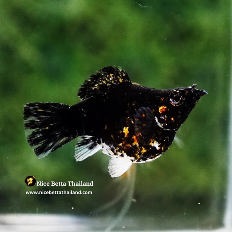 Female Molly Fish Thai Midnight Fire Galaxy - thumbnail 2