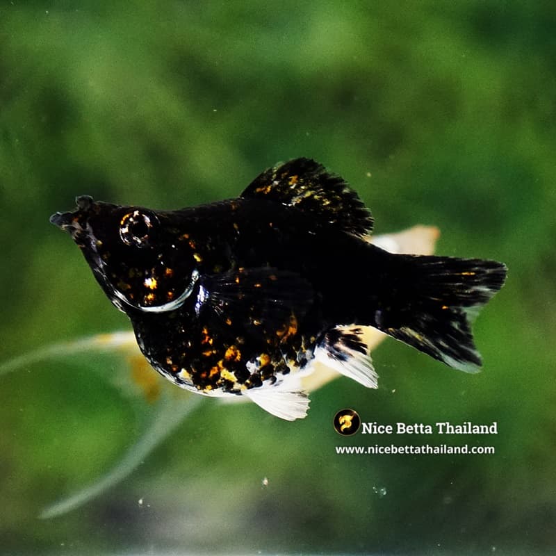Female Molly Fish Thai Midnight Fire Galaxy - thumbnail 3