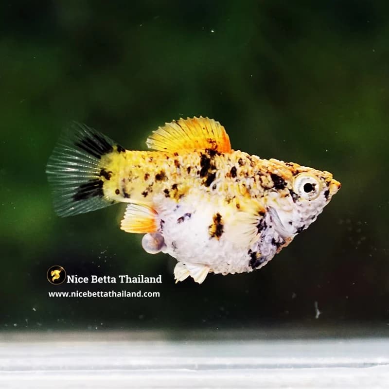 Rare Molly Fish Harlequin Gold - thumbnail 2
