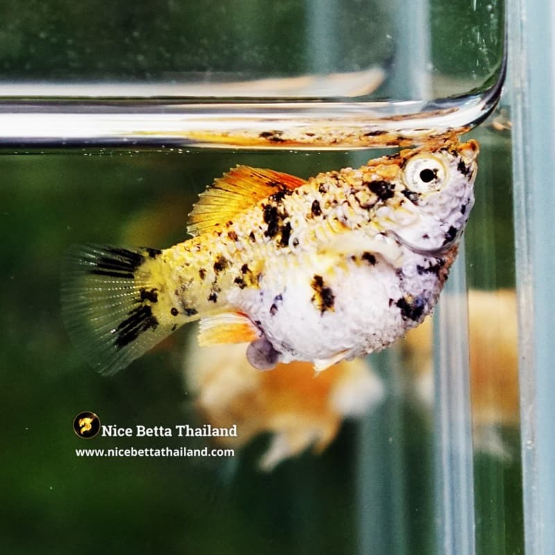 Rare Molly Fish Harlequin Gold - thumbnail 7