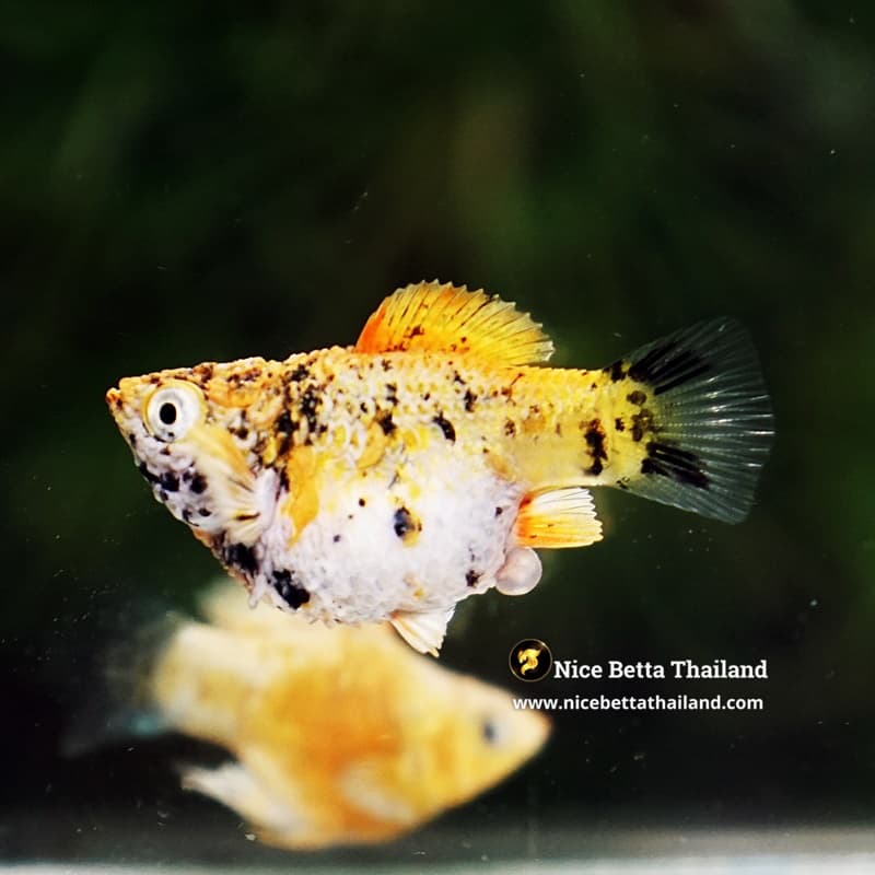 Rare Molly Fish Harlequin Gold - thumbnail 3