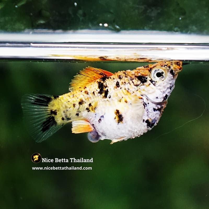 Rare Molly Fish Harlequin Gold - thumbnail 6