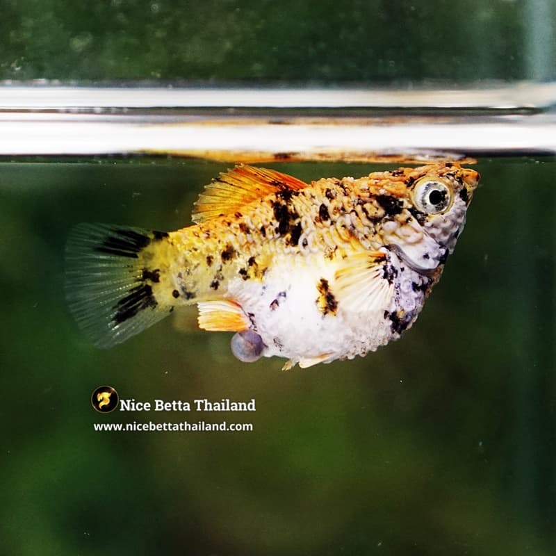 Rare Molly Fish Harlequin Gold - thumbnail 4
