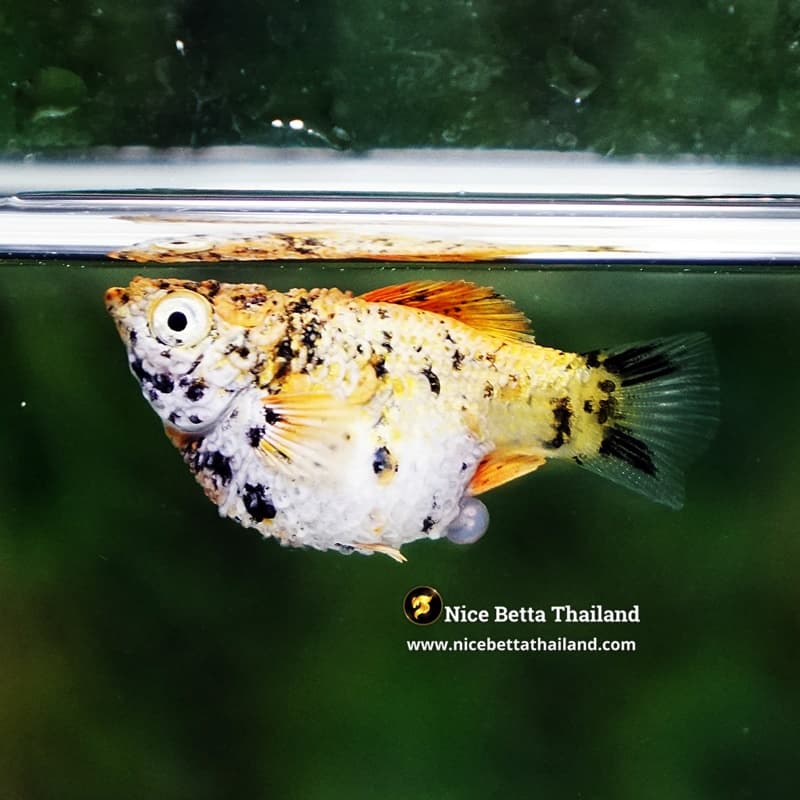 Rare Molly Fish Harlequin Gold - thumbnail 5