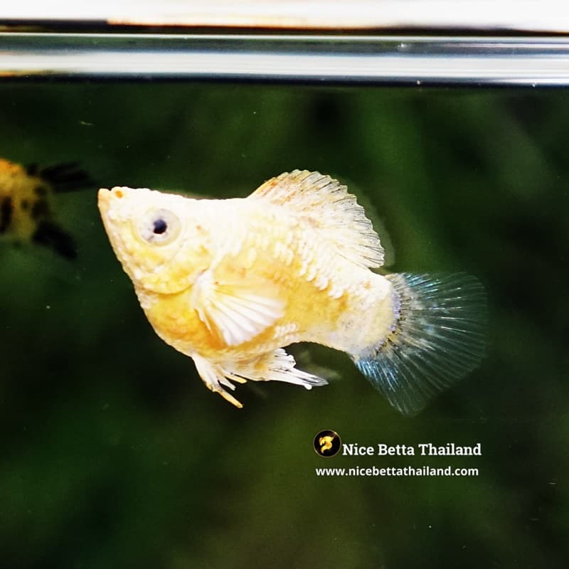 Rare Molly Fish Gold Sparkle Platinum Samurai - thumbnail 5