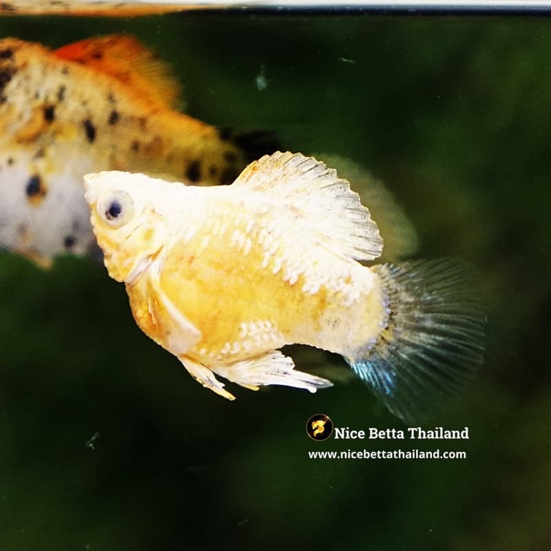 Rare Molly Fish Gold Sparkle Platinum Samurai - thumbnail 3