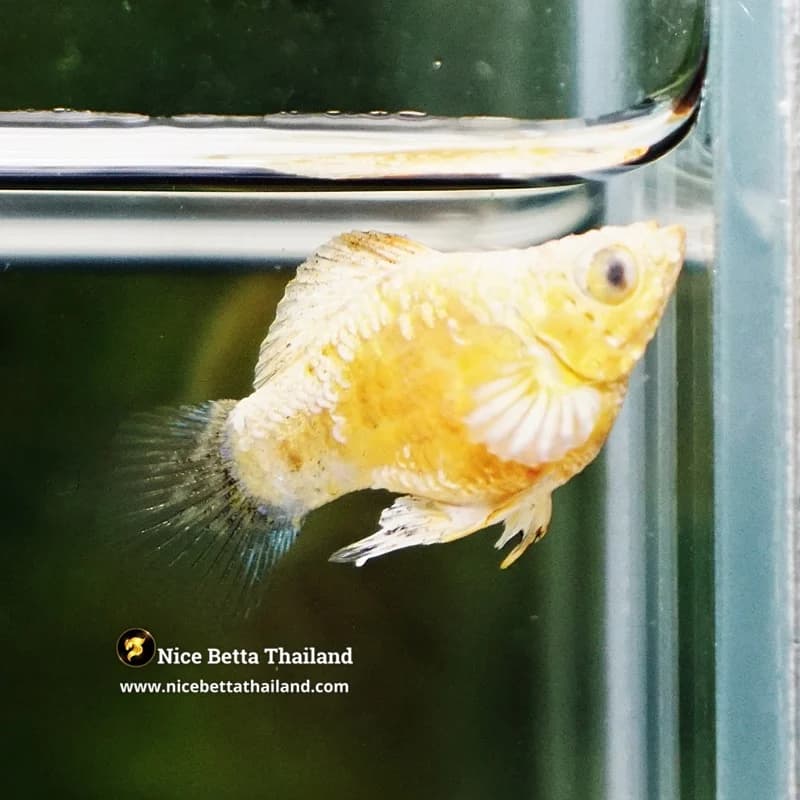 Rare Molly Fish Gold Sparkle Platinum Samurai - thumbnail 2