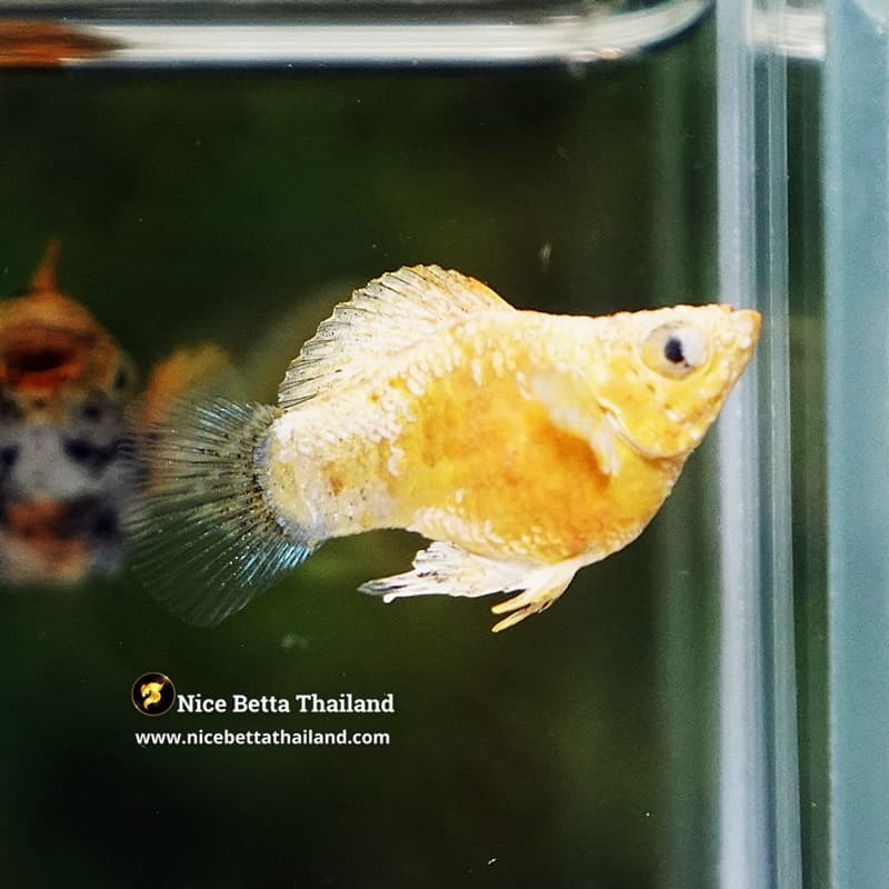 Rare Molly Fish Gold Sparkle Platinum Samurai - thumbnail 4