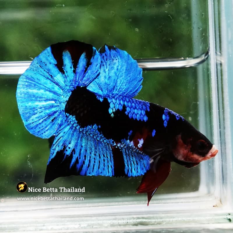 Betta Fish Avatar Blue Black Koi HMPK - thumbnail 6