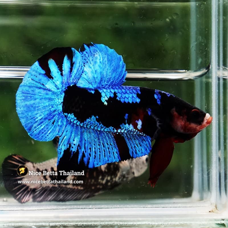 Betta Fish Avatar Blue Black Koi HMPK - thumbnail 5