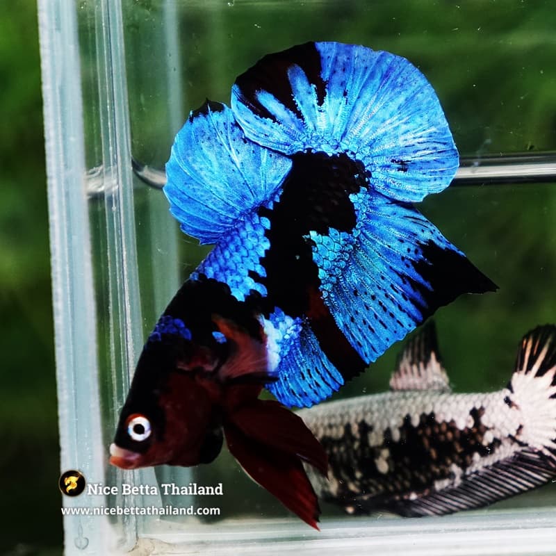 Betta Fish Avatar Blue Black Koi HMPK - thumbnail 4