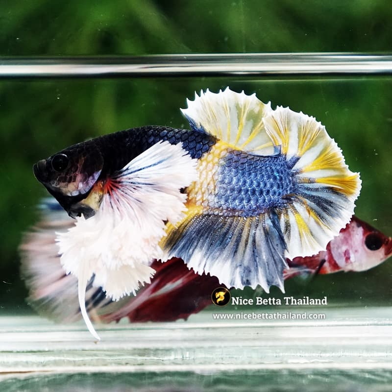 Betta Fish Ivory Thunder Large Dumbo HMPK (Ultra Rare) - thumbnail 5