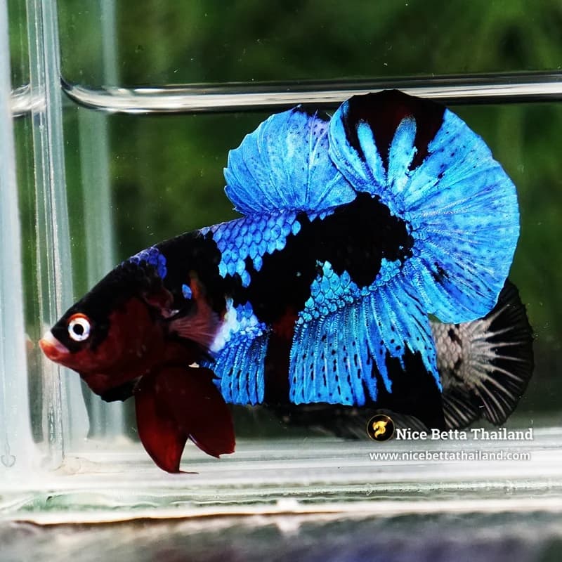 Betta Fish Avatar Blue Black Koi HMPK - thumbnail 2