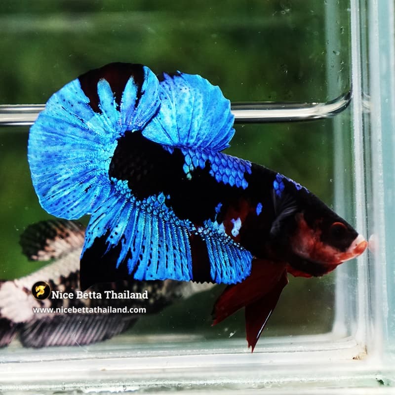 Betta Fish Avatar Blue Black Koi HMPK - thumbnail 3