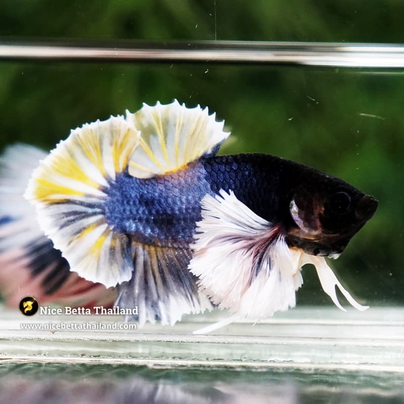 Betta Fish Ivory Thunder Large Dumbo HMPK (Ultra Rare) - thumbnail 6