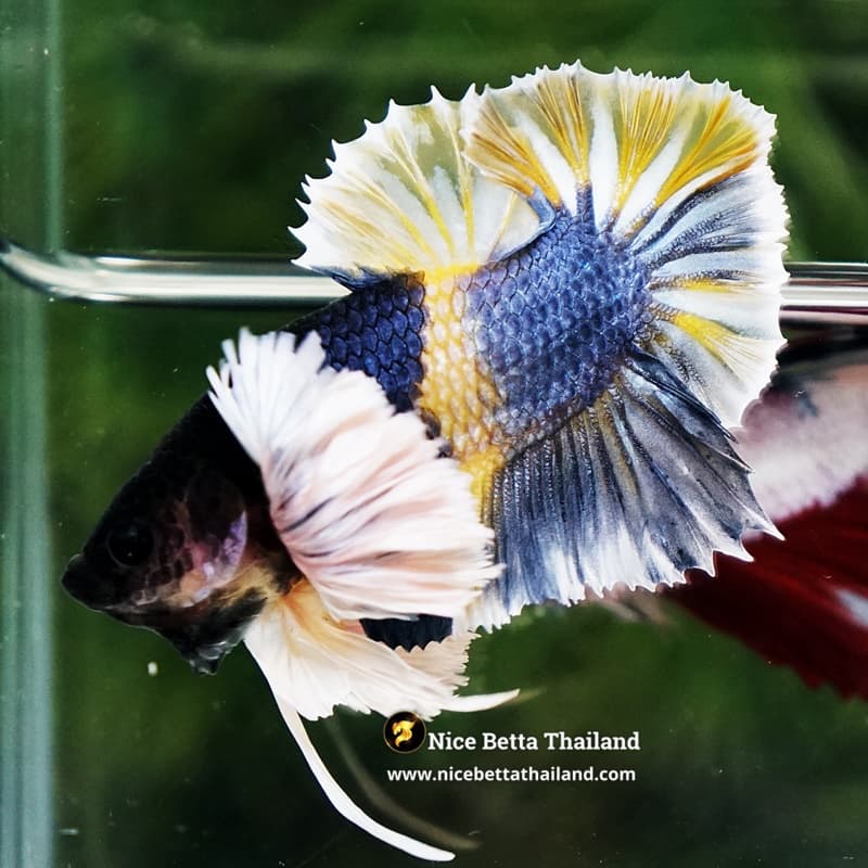 Betta Fish Ivory Thunder Large Dumbo HMPK (Ultra Rare) - thumbnail 7