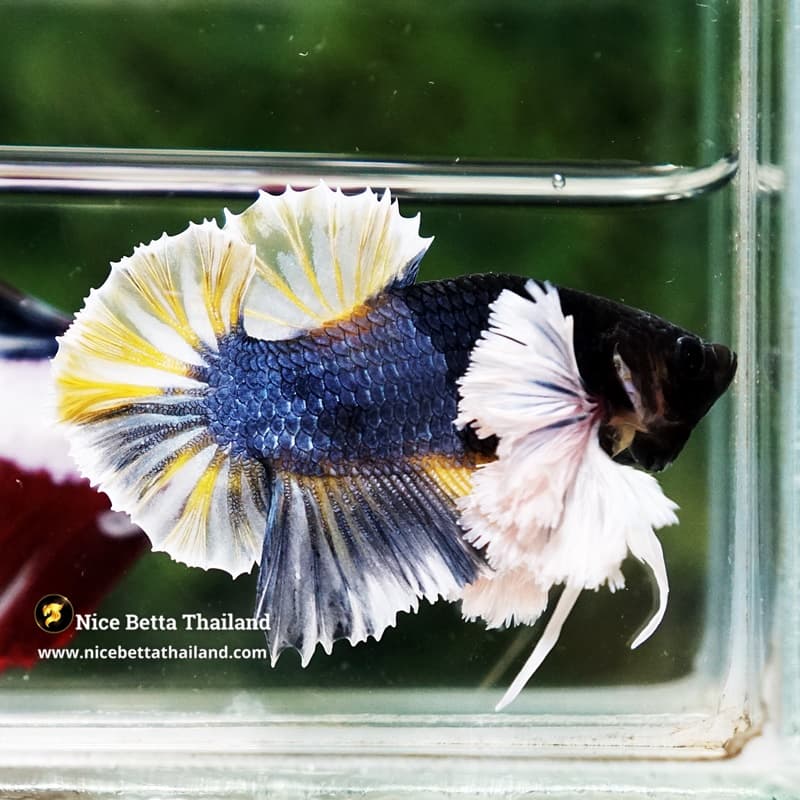 Betta Fish Ivory Thunder Large Dumbo HMPK (Ultra Rare) - thumbnail 4