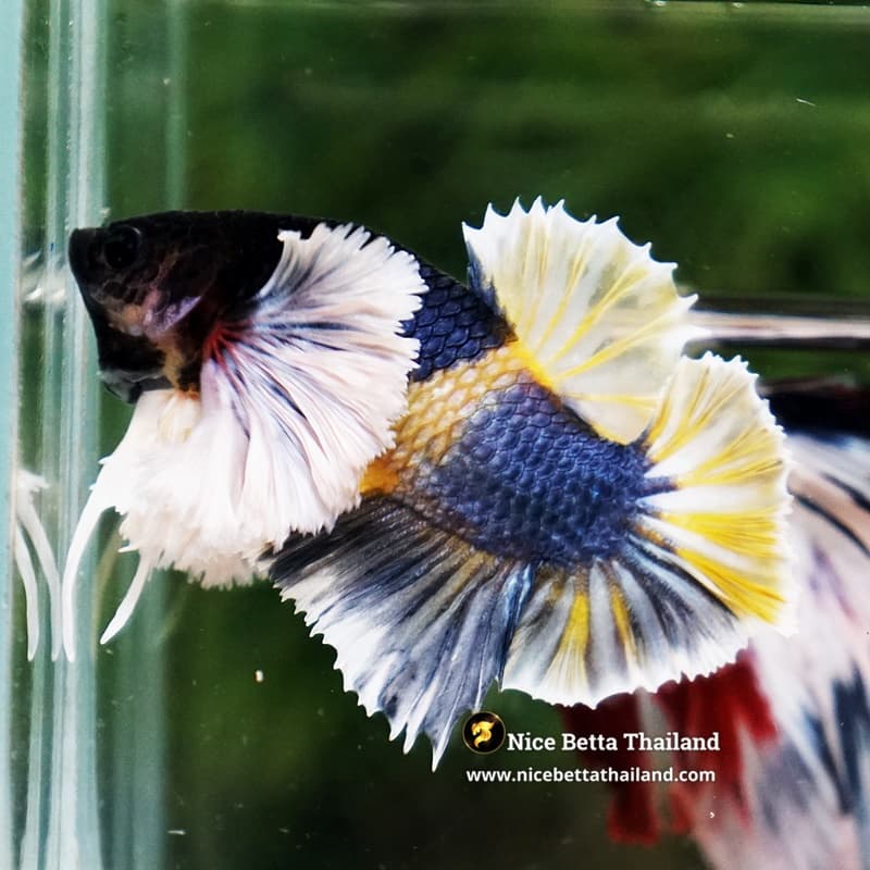Betta Fish Ivory Thunder Large Dumbo HMPK (Ultra Rare) - thumbnail 3