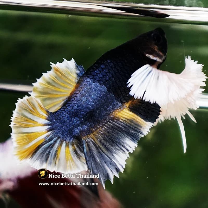 Betta Fish Ivory Thunder Large Dumbo HMPK (Ultra Rare) - thumbnail 2