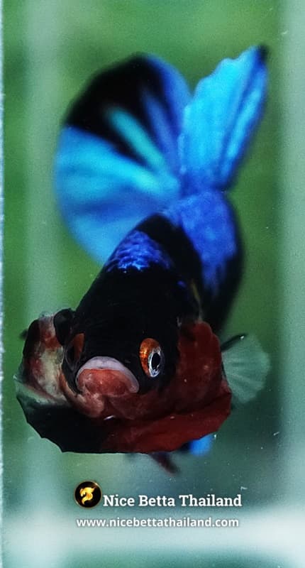 Betta Fish Avatar Blue Black Koi HMPK - thumbnail 7