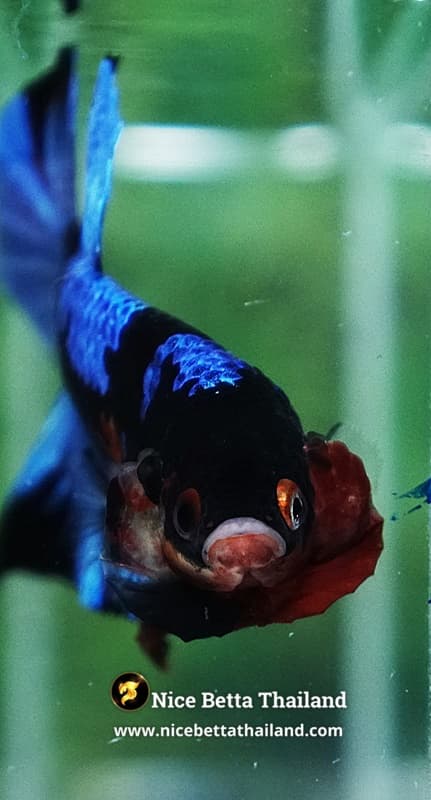 Betta Fish Avatar Blue Black Koi HMPK - thumbnail 8