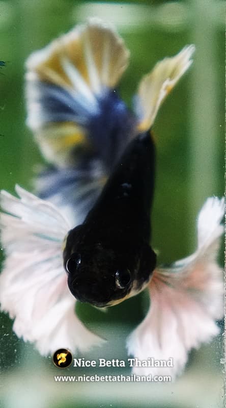 Betta Fish Ivory Thunder Large Dumbo HMPK (Ultra Rare) - thumbnail 8