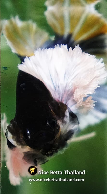 Betta Fish Ivory Thunder Large Dumbo HMPK (Ultra Rare) - thumbnail 9
