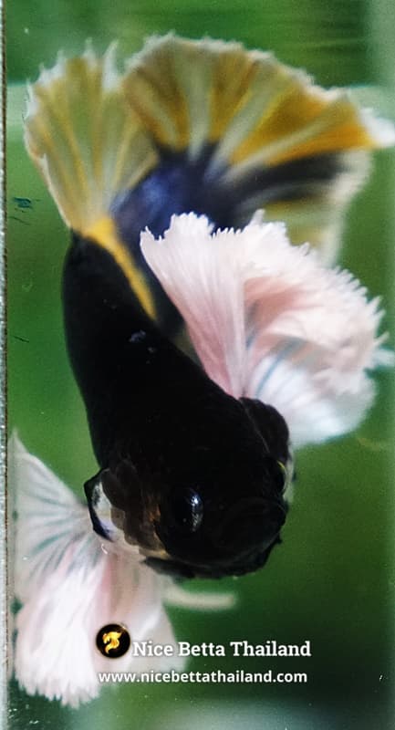 Betta Fish Ivory Thunder Large Dumbo HMPK (Ultra Rare) - thumbnail 10
