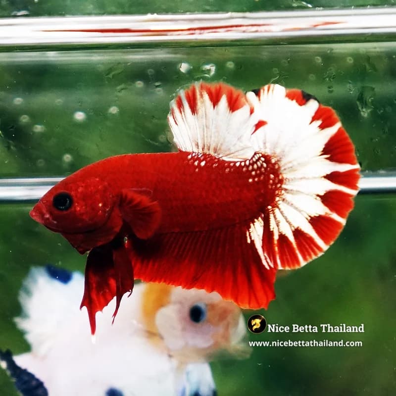 Betta Fish Hell Boy Sparkle Tail HMPK - thumbnail 2