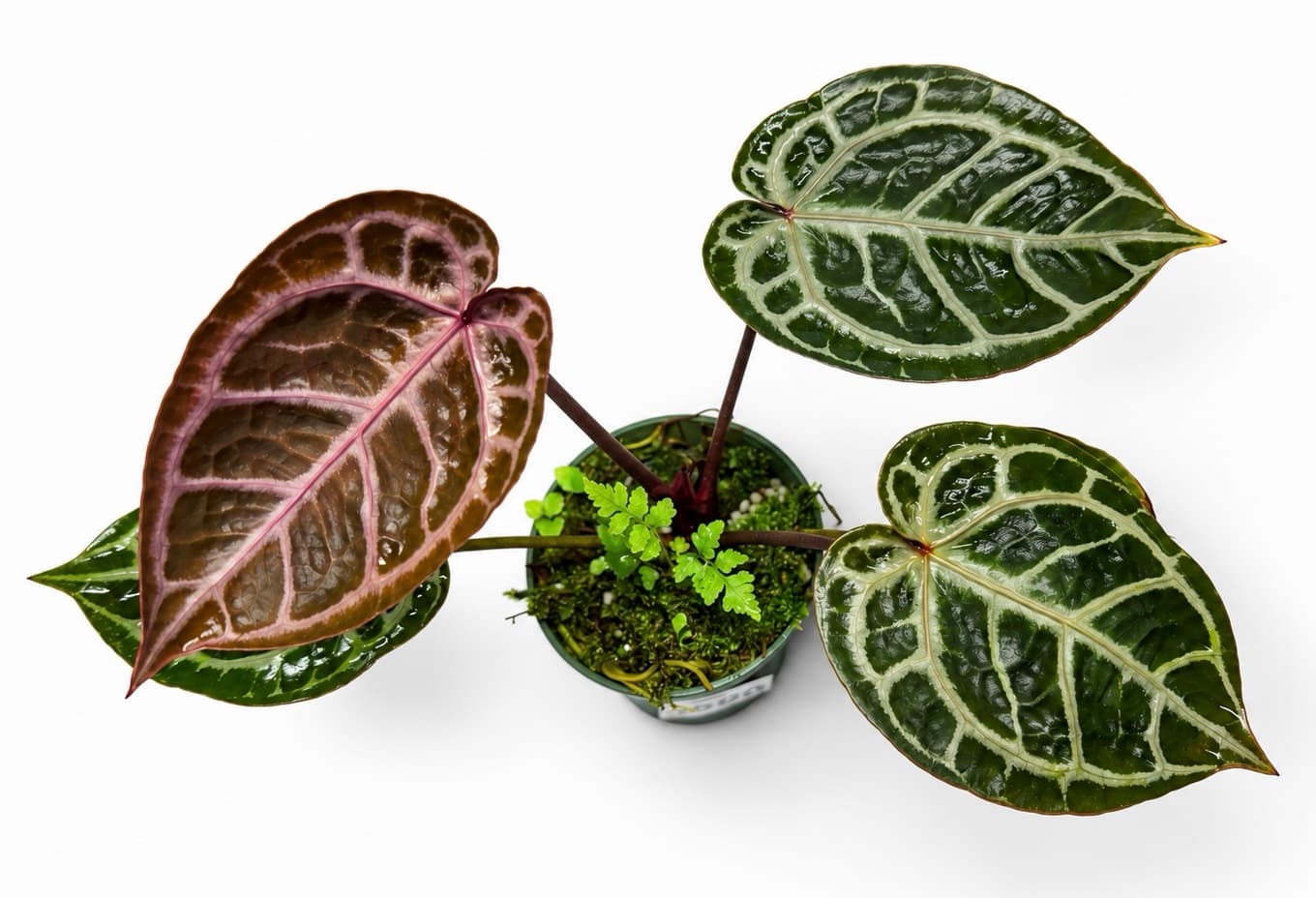 5690 Anthurium Tim Anderson Wonderboy lineage