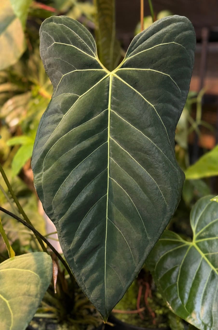 5 fresh seeds Anthurium Justin x besseae aff -self