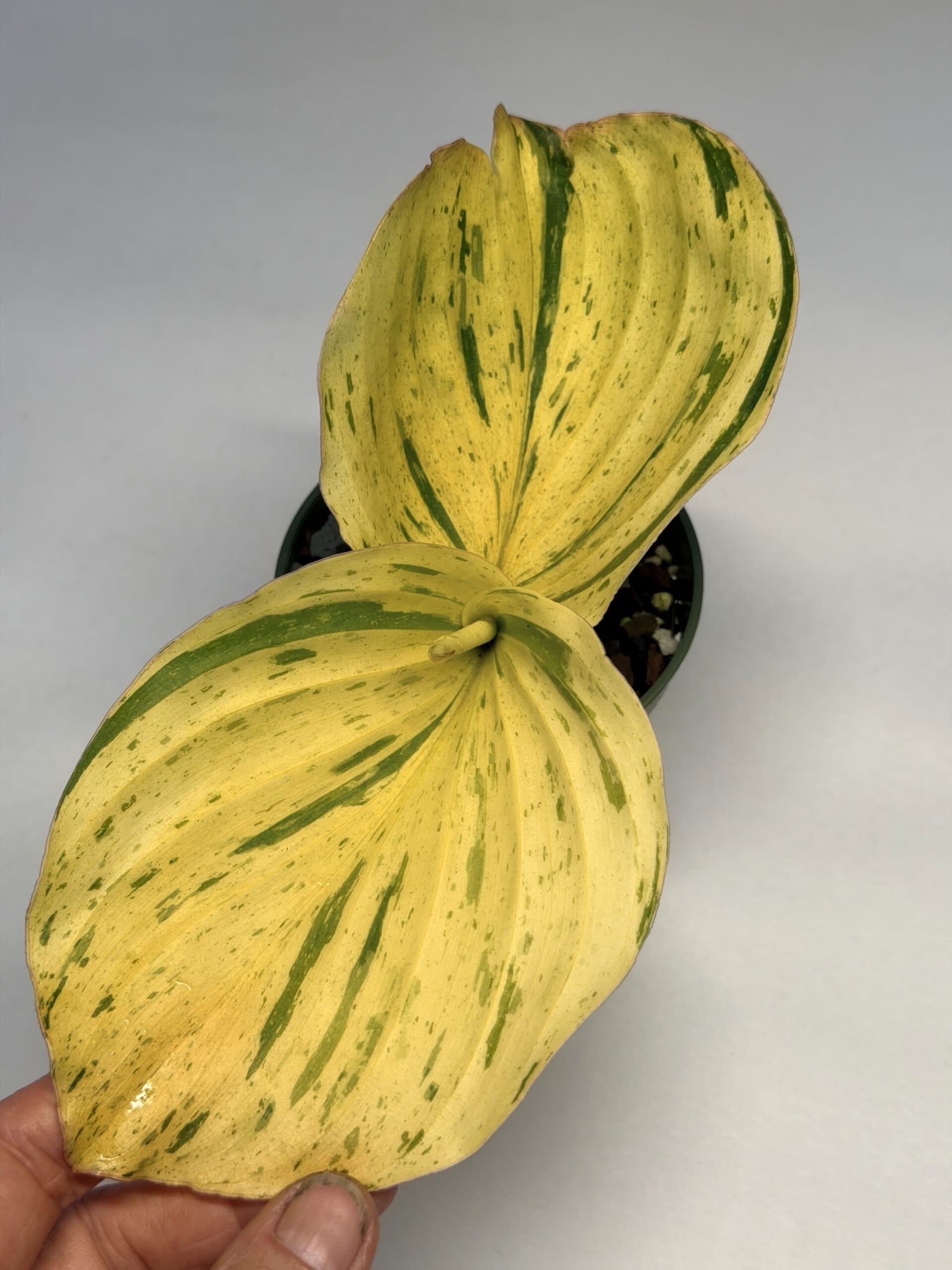 Kaempferia sp Gold variegated