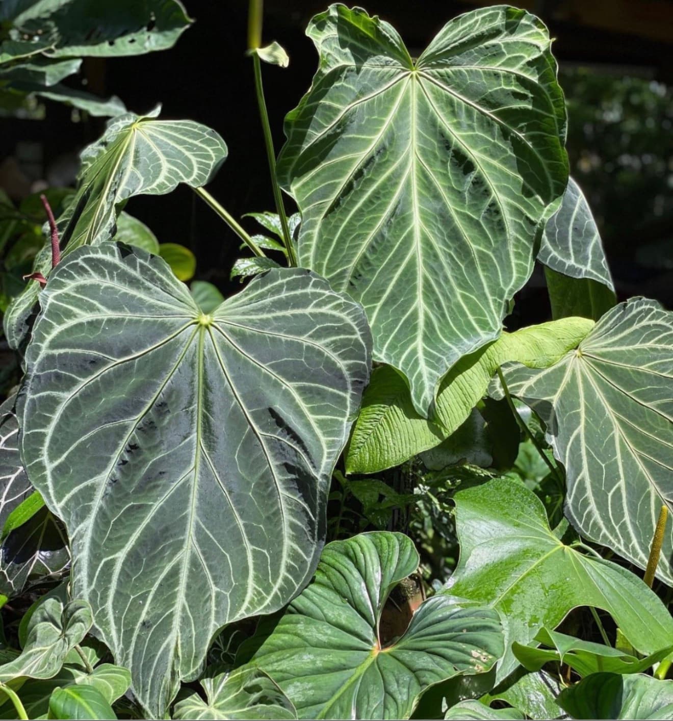 5509 Anthurium Fairchild crystallinum – selfed seedling