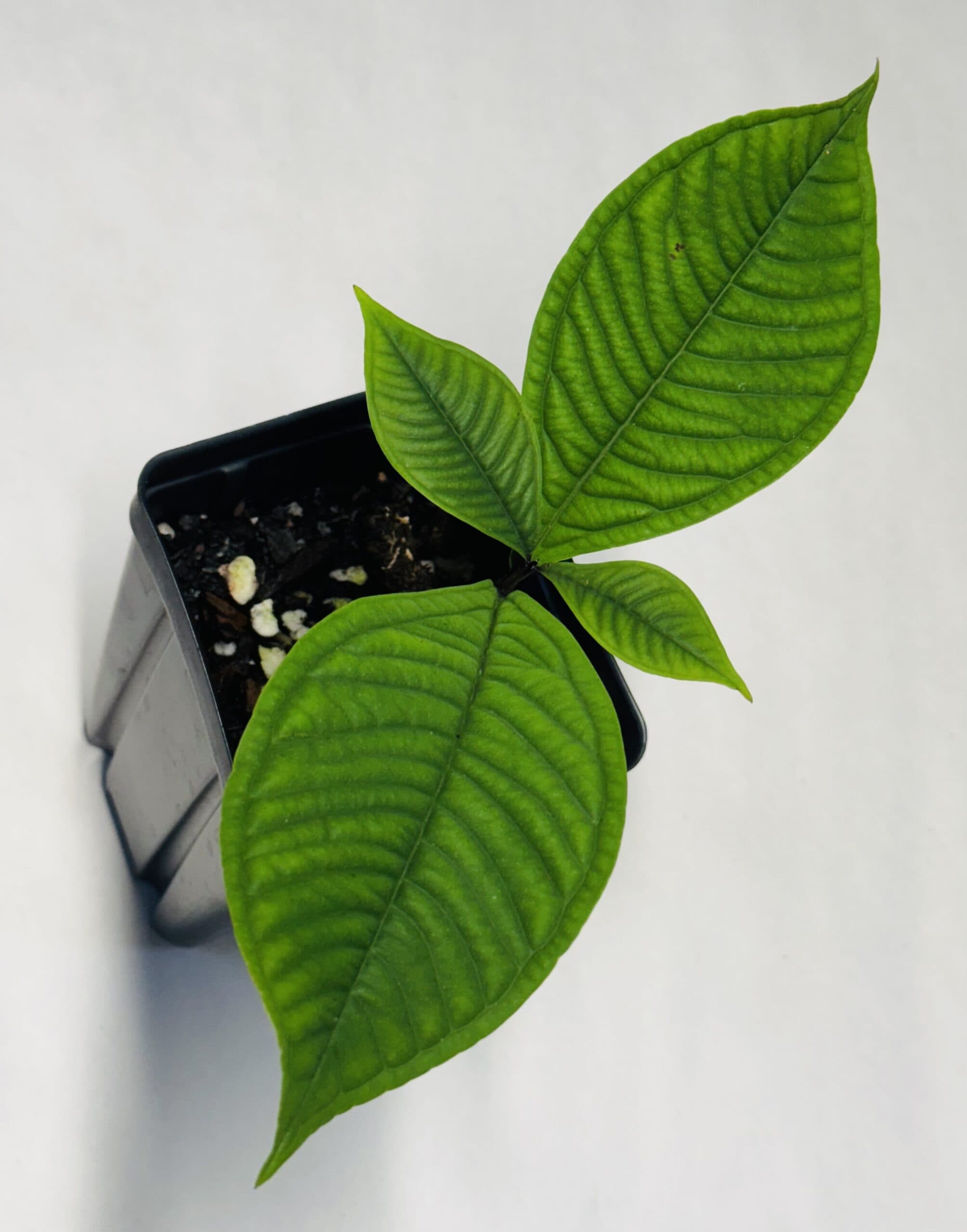 Syzygium jiewhoei - thumbnail 2