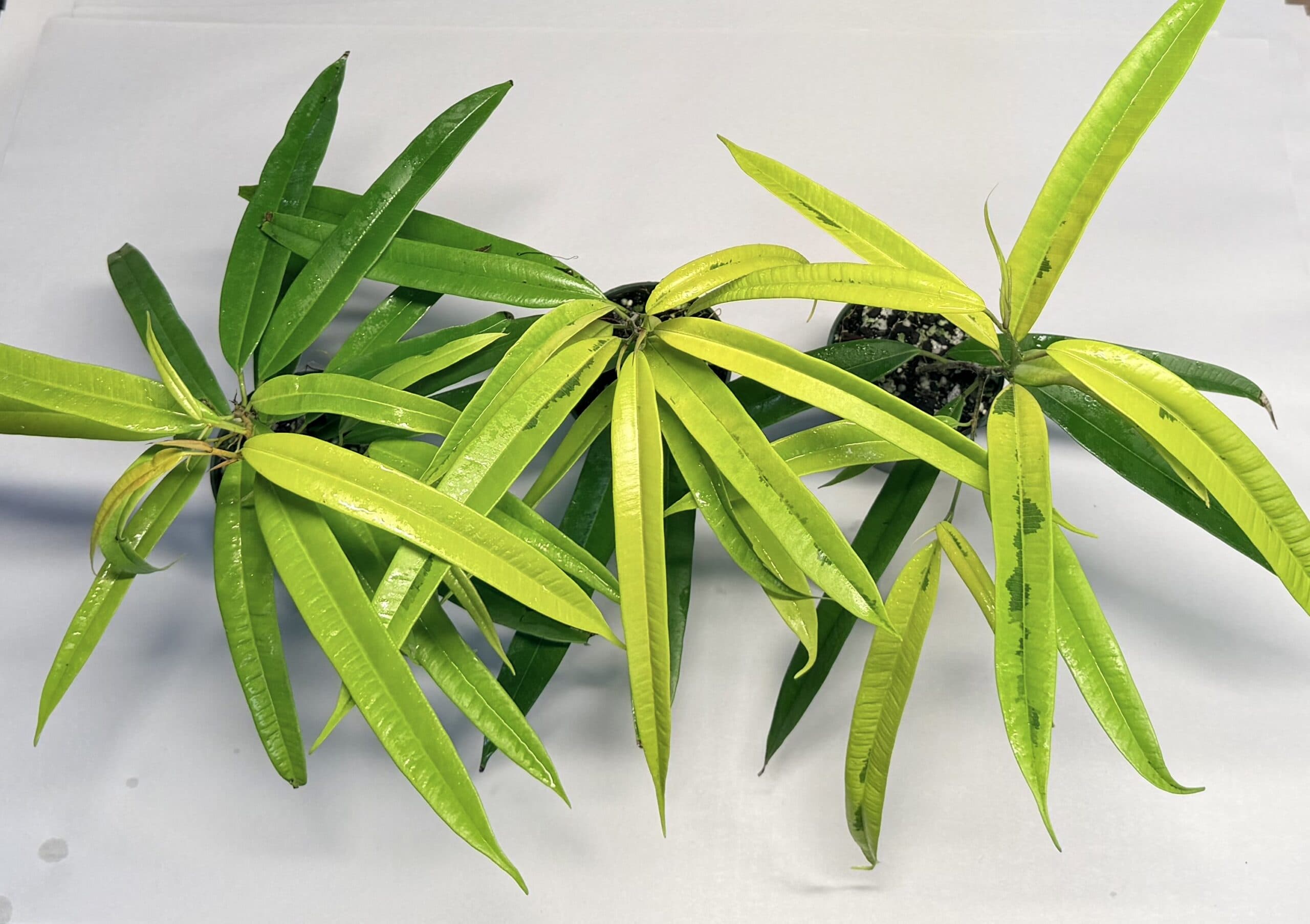 Ficus ‘Ali’ Gold form - thumbnail 2