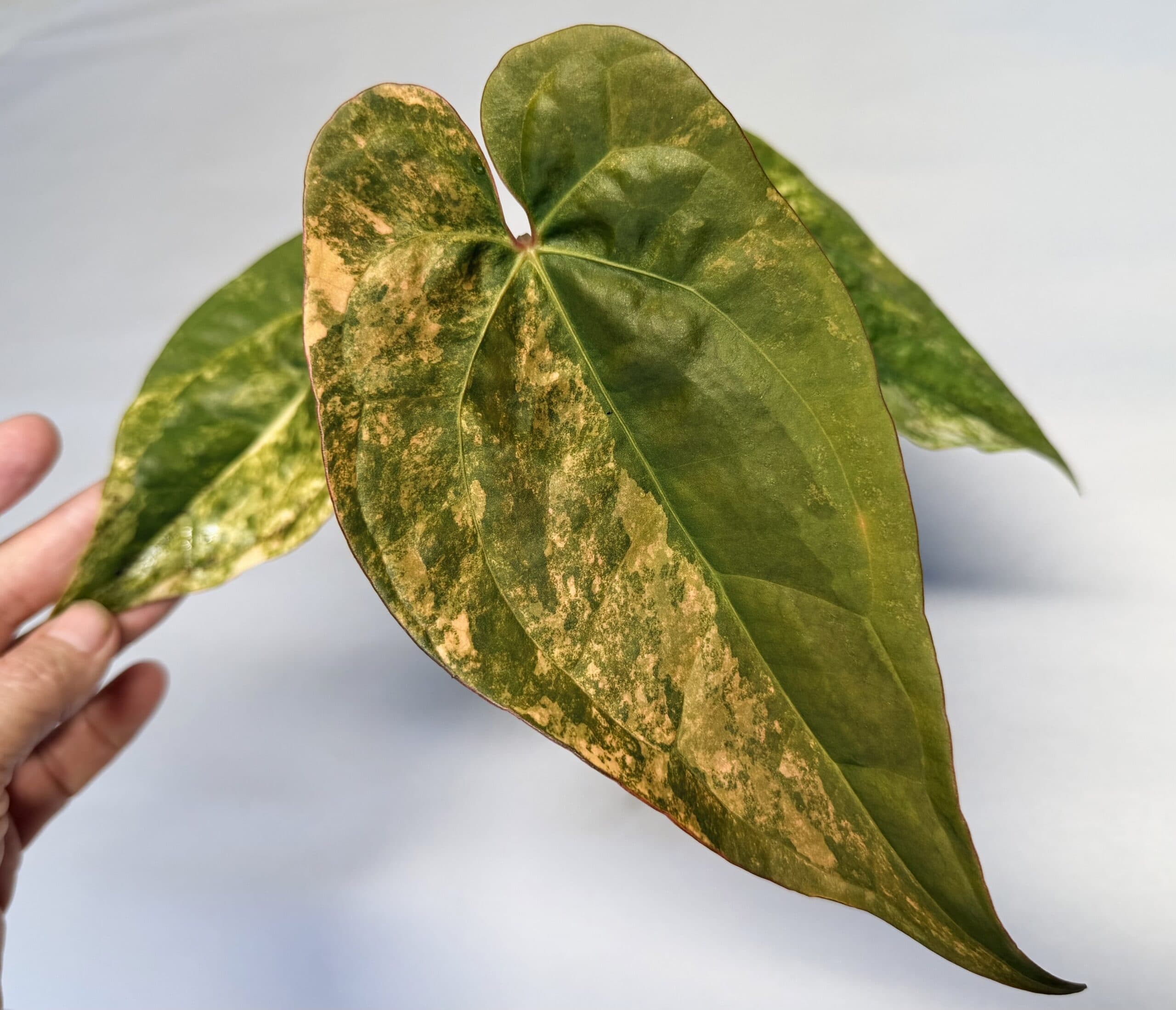 5330 Variegated Anthurium (pap var x besseae) x (black widow x red velvet cake)