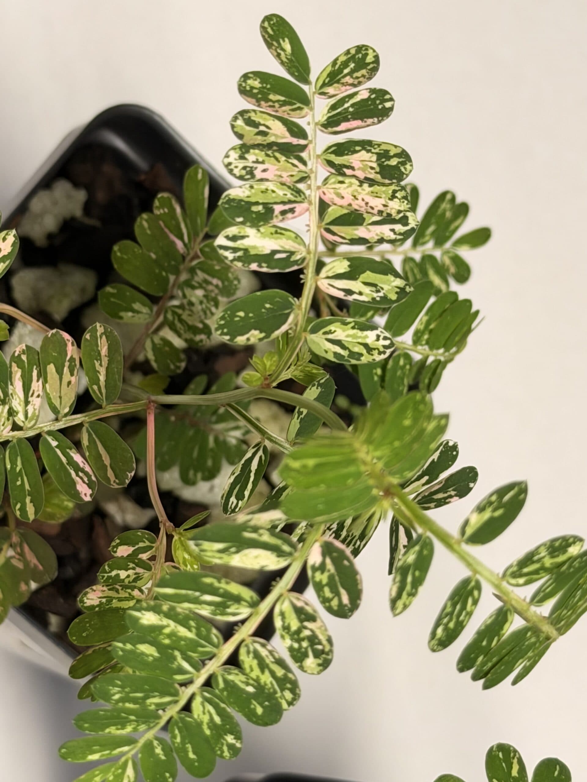 Phyllanthus urinaria ‘Pink’ variegated
