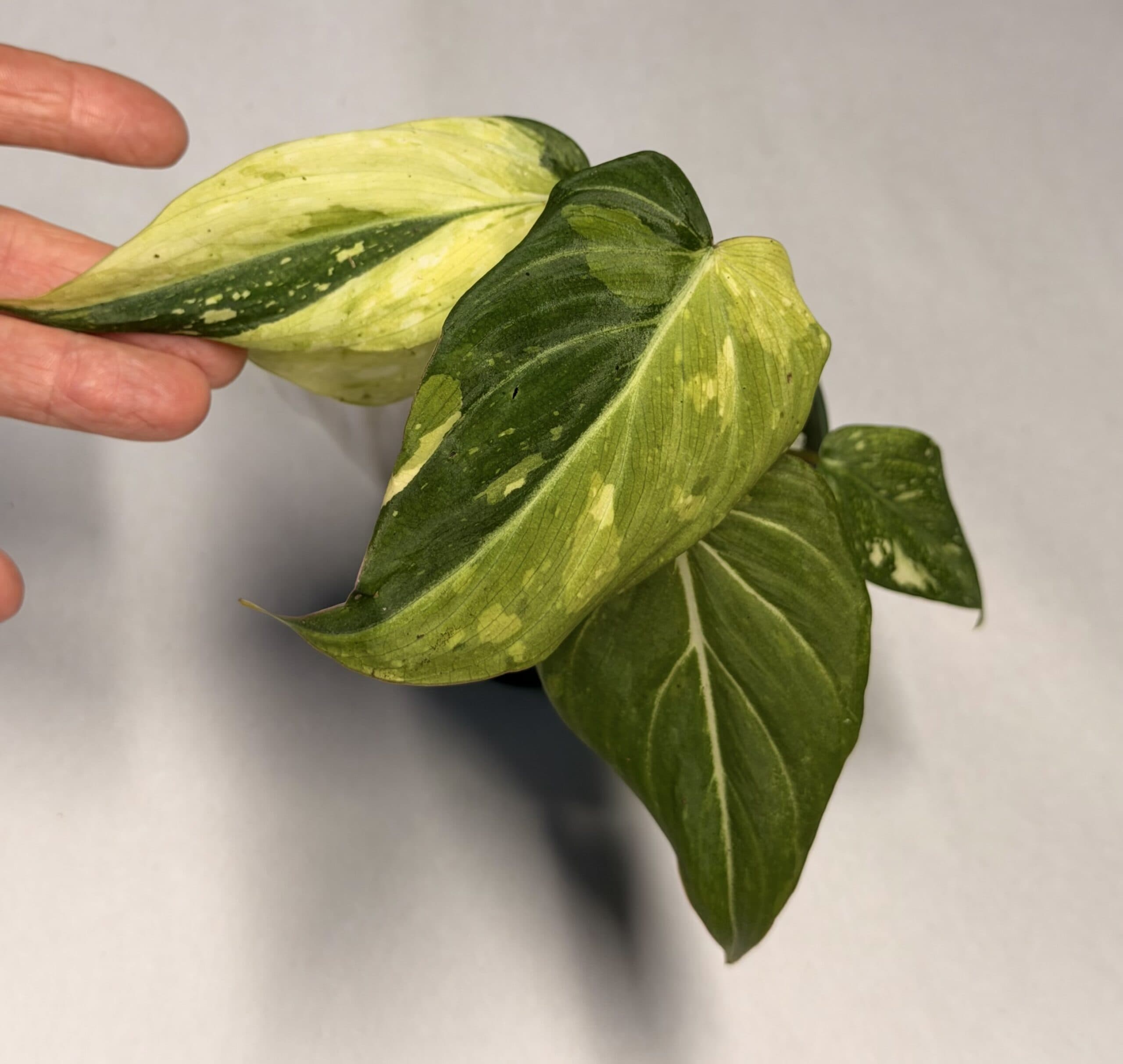5556 Philodendron gloriosum type 2