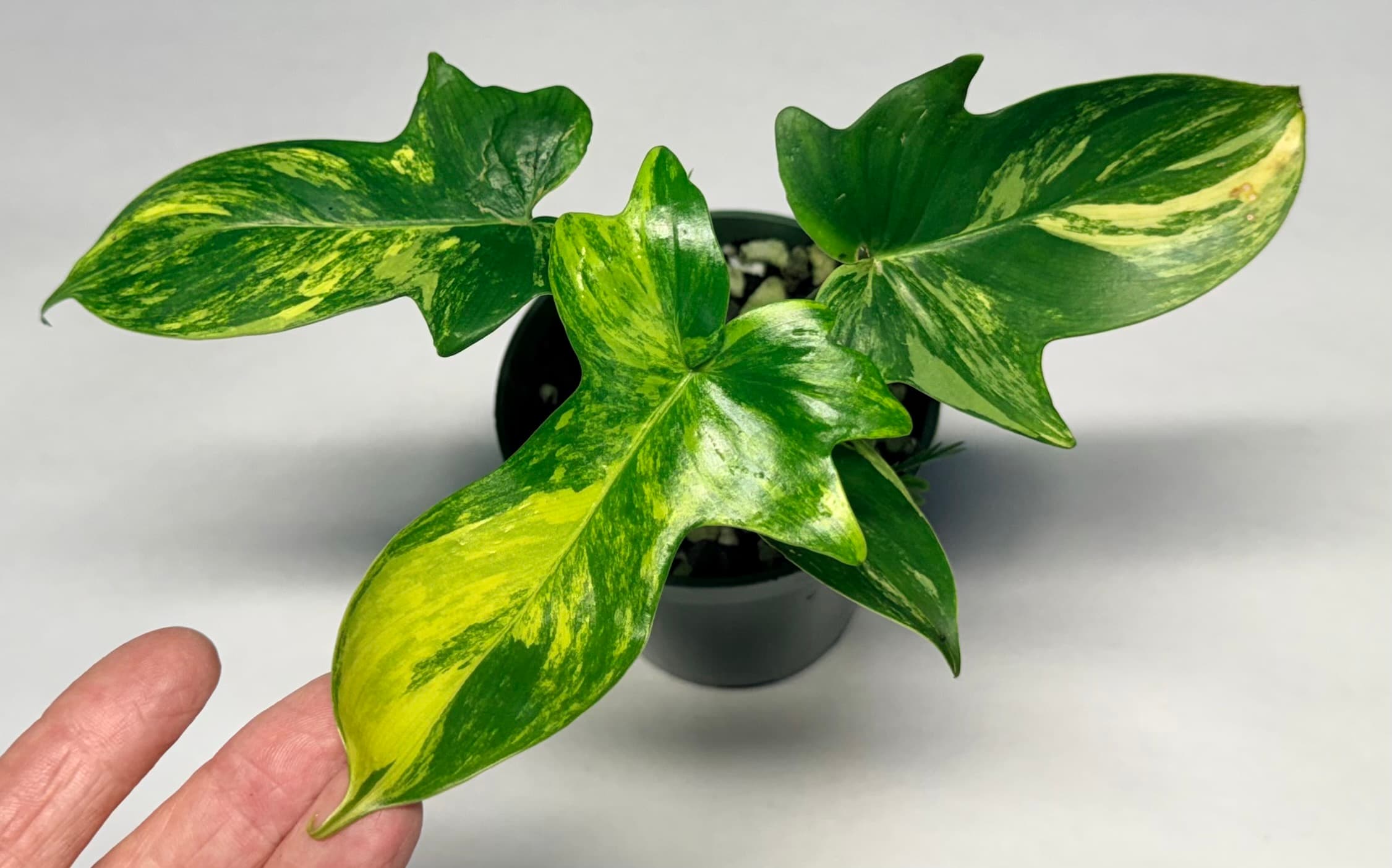 5558 Philodendron pedatum variegated
