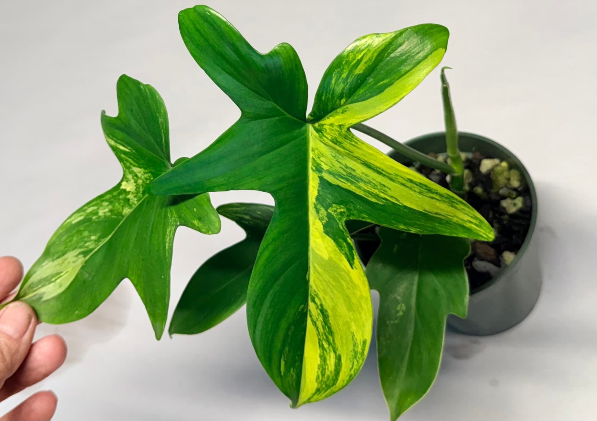 5559 Philodendron pedatum variegated